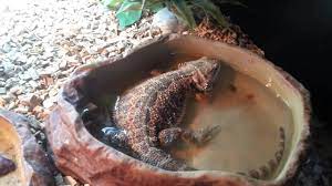 In today's video i decided to share with you how i tame a baby bearded dragon at a young age to be a nice and clam dragon. Is It Okay For My Bearded Dragon To Sleep In His Water Clever Pet Owners