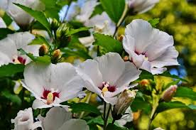 ❶ zunächst heben sie das pflanzloch aus. Hibiskus Pflanzen Standort Zeitpunkt Vorgehen Plantura