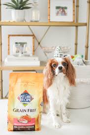 account suspended grain free dog food cavalier king charles dog food recipes