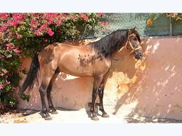 Cod 19180 top buckskin andalusian horse with 174cm. Buckskin Stallion Purebred Spanish P R E Andalusian Horse For Sale In Elche Spain
