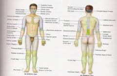 Anatomical Landmarks Of The Body Flashcards Cram Com