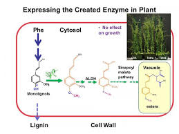 Maybe you would like to learn more about one of these? Bnl Strategic Partnerships Technology Bsa 11 03 Modification Of Lignin Content Of Plant Cell Walls