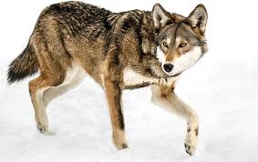 We did not find results for: The Collapse Of Wild Red Wolves Is A Warning That Should Worry Us All The Nation
