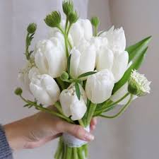 Hoa Tulip trắng Hà Lan