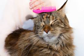 Before this time, cat owners will have noticed very little shedding. Can You Shave A Cat Should You Ever Shave A Cat Catster