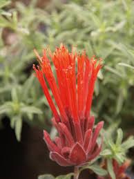 Image result for Marsdenia macrantha