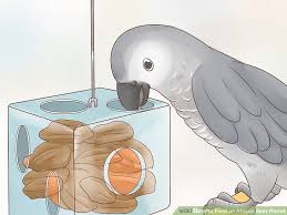 How To Feed An African Grey Parrot 12 Steps With Pictures