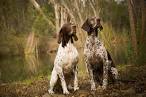 8 Breeds That Are Excellent Bird Hunters – American Kennel ...