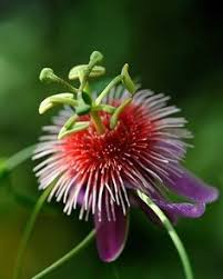 They can be woody or herbaceous. 900 Clematis Passion Flower Ideas In 2021 Clematis Clematis Vine Planting Flowers