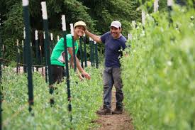 The organic farming scene in malaysia is confusing and stagnant, with many of its challenges old issues that had been highlighted many times since the early 2000s, laments centre for environment, technology & development, malaysia (cetdem) project coordinator tan siew luang. The Organic Farm School