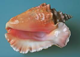 Place a dot on the front side. Conch Wikipedia