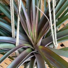 Image result for Buchnera capitata