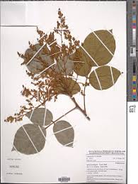 Image result for Agelaea pentagyna