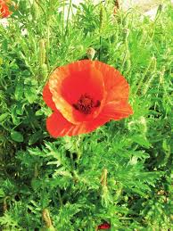 Maybe you would like to learn more about one of these? Le Piante Tossiche Della Flora Trapanese Sicilia