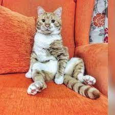 erkek kedi kisirlastirma dorukgiller