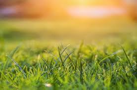 How to best grow grass seed. How Long Does Grass Seed Take To Grow Experts Reveal The Answer