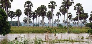 Image result for Warneckea cordiformis