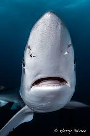 Blue Shark By Harry Stone The Sharkives Blue Shark Sea Creatures Shark