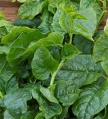 Image result for Basella