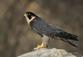 Image result for peregrine falcon eating mice