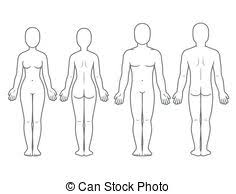 Image of front and back of a woman in fitness clothes. Human Body Front And Back Outline Yerat