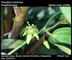 Image result for Passifloraceae