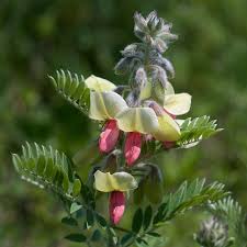 Image result for Tephrosia whyteana