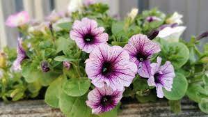 Check spelling or type a new query. Why Are My Petunias Wilting Gardeningetc
