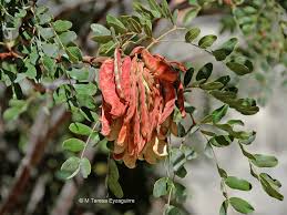 Image result for Tara spinosa