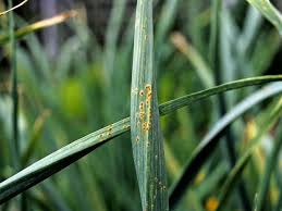 In my yard solves these common problems saving you time while putting money back into your pocket. Lawn Tips How To Recognize And Remove Fungal Rust Disease From Your Lawn