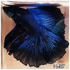 Huge Fins Blue Black Orchid Halfmoon Dt Male Live Betta Fish Betta Fish Betta Black Orchid