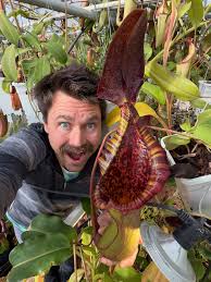 Image result for Heteromorpha stenophylla