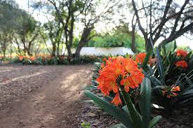 Flowers that bloom in winter in south africa. Free Photo South African Flower Beautiful Bright Decorative Free Download Jooinn