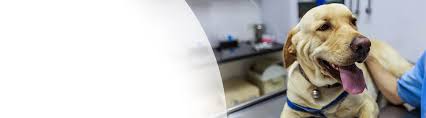 We did not find results for: Glucose Curves Merck Animal Health Usa