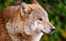 Women, fantasy girl, wolf, white, white hair, headband, windy. Wolf Wallpapers Backgrounds Pictures Photos Laptop Wallpapers Animals Wolf Wallpaper Wolves Photography