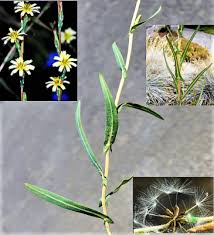 Image result for Lactuca calophylla