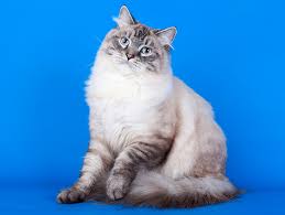 Royal siberian neva, pisa, italy. Neva Masquerade Razas De Gatos Webanimales Com