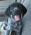 Cute German Shorthaired Pointer Puppies