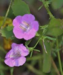 Image result for Geigeria filifolia