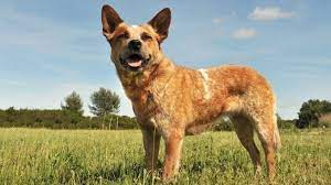 Red Heeler Appearance Temperament Care All Things Dogs All Things Dogs