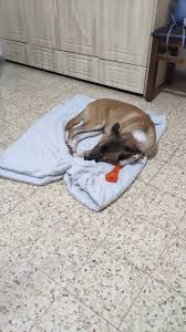 מחפשים דוגיסיטר לבוני שלנו, למחר (שישי) בין השעות 12:00 עד 19:00 בערך. גורה  בת 6 חודשים מחונכת לצרכים ורגועה מאוד. סמוך לפינת הרצל