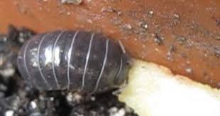 Feast For A Pill Bug Youtube Pill Bug Pills