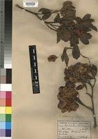Image result for Terminalia phanerophlebia