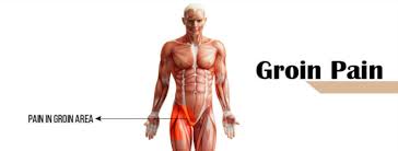 Anatomy of the groin area superficial muscles and deep muscles. What Does A Pulled Groin Feel Like Full List Of Symptoms For Pain In The Groin Area Physiqz