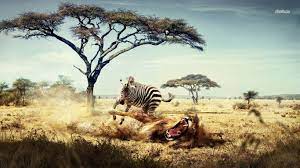 3,000+ vectors, stock photos & psd files. 1366 X 768 Hd Wildlife Wallpapers Top Free 1366 X 768 Hd Wildlife Backgrounds Wallpaperaccess