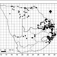 Image result for Combretum oxystachyum