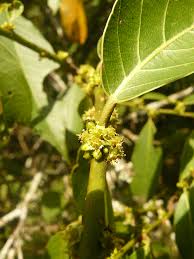 Image result for Bridelia micrantha