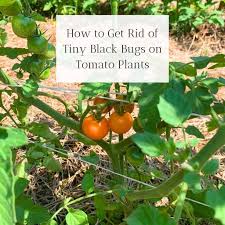 Image result for BLACKFLY ON TOMATO PLANTS