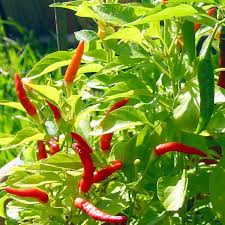 Image result for Capsicum frutescens