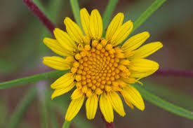 Image result for Geigeria burkei